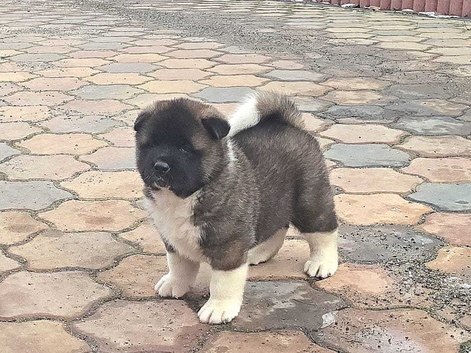 American Akita puppy