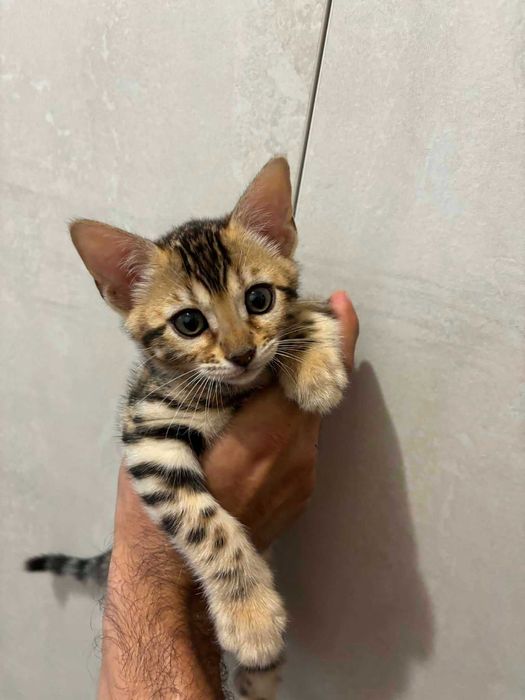 Бенгалски котенца