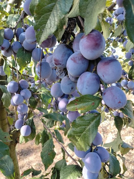 Prune Anna-spath dulci zemoase bine coapte