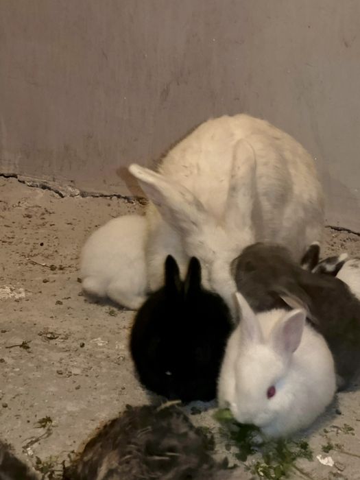 Quyon, bolasi, 1 oylik