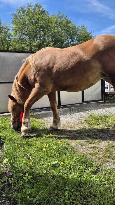 Vand iapă detalii la numărul de telefon