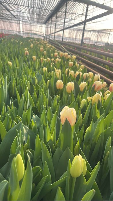 Тюльпаны оптом  доставка