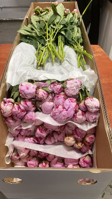 Голландские пионы цветы букеты