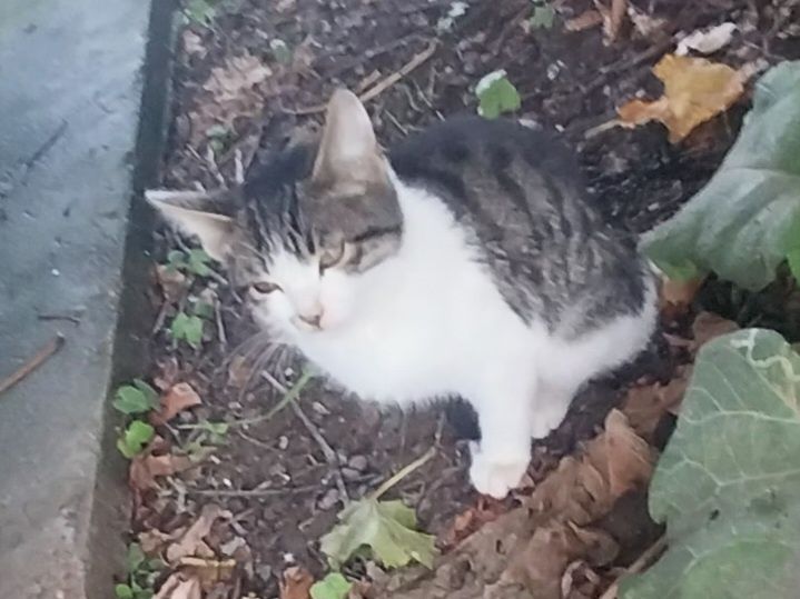 Заберите котят / кот