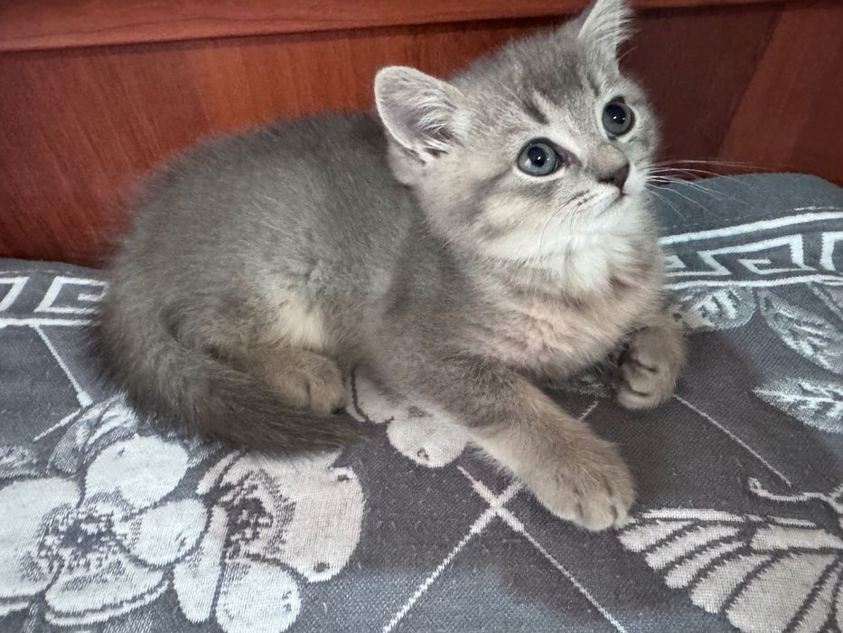 Продаются котята