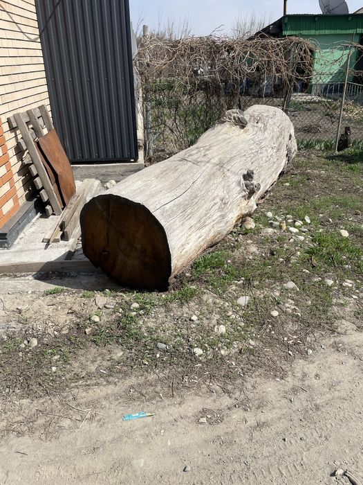 Продам ствол дуба
