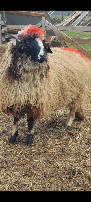 De vânzare berbeci și cârlani!