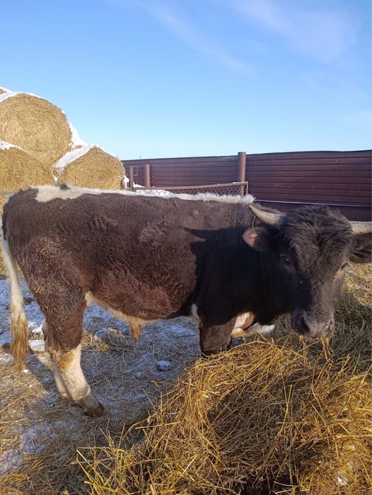 Быки на мясо собственно выращенные