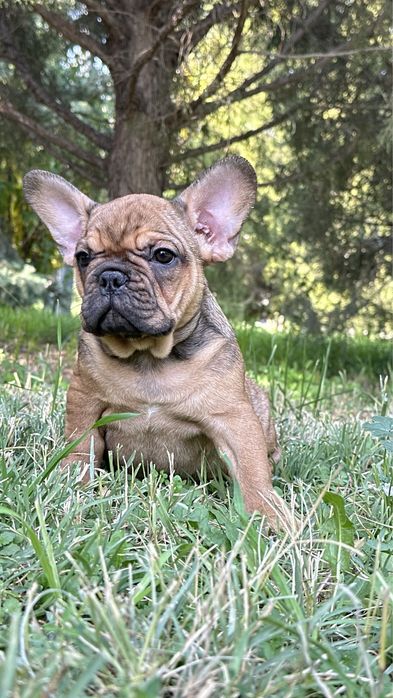 Француздық шырынды бөкселер