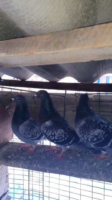 Vând porumbei voiajori