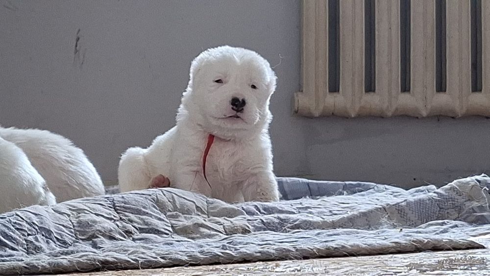 Продам щенков САО тобет