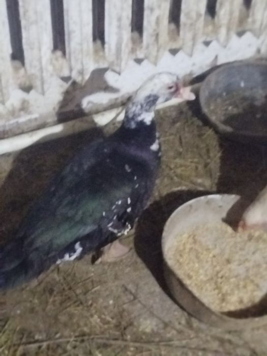 Ауысамын ауысамын