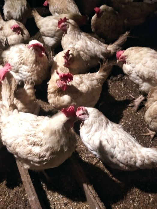 Продам Кур Несушек