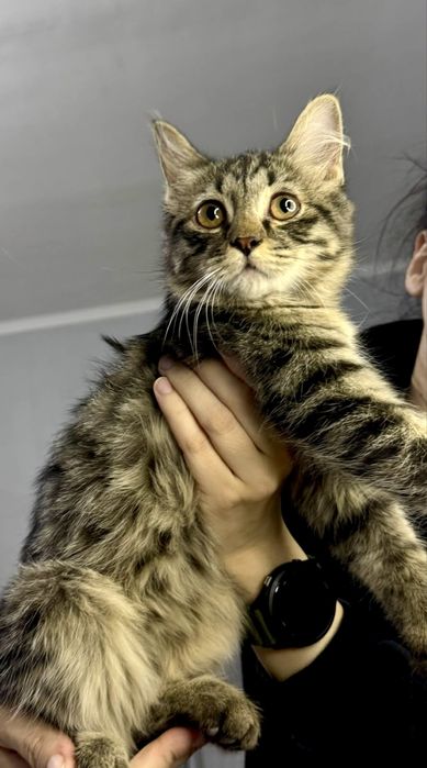 Котенок 3 месяца