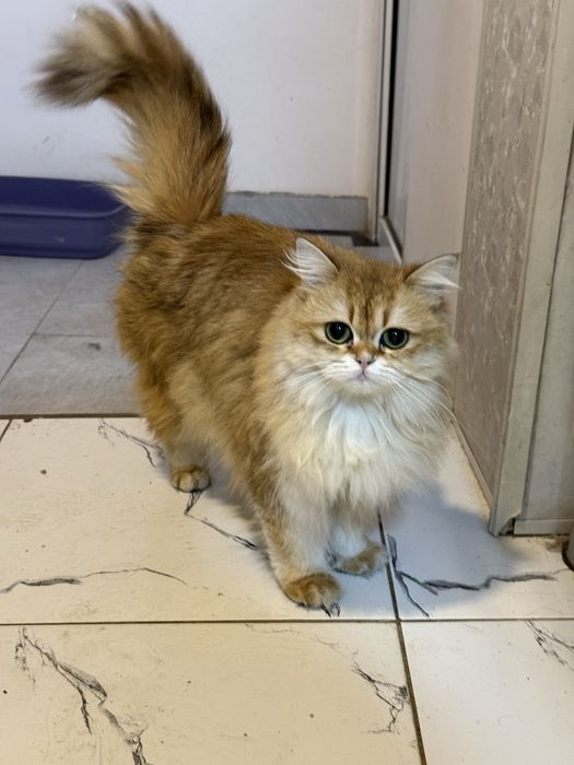 Chinchilla Mushuk Cat