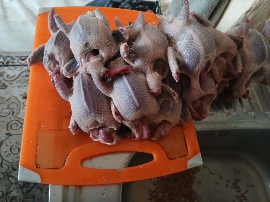 Голуби дикие мясо