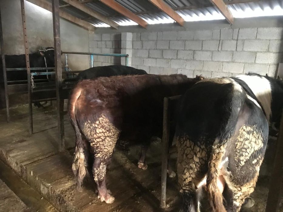 6 бас Бұқа сатылады