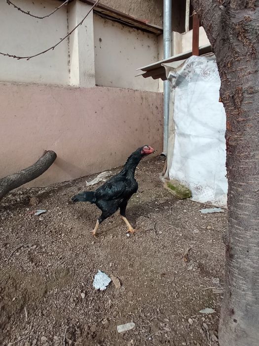 Макен сотилади зотка