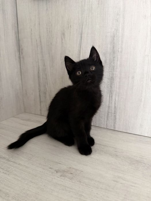 Отдам котенка в надежные руки !