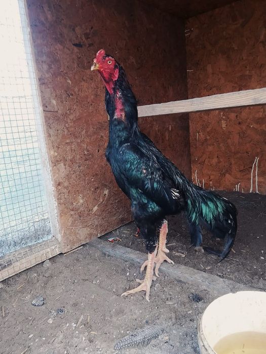 Продам О Шамо Туляк