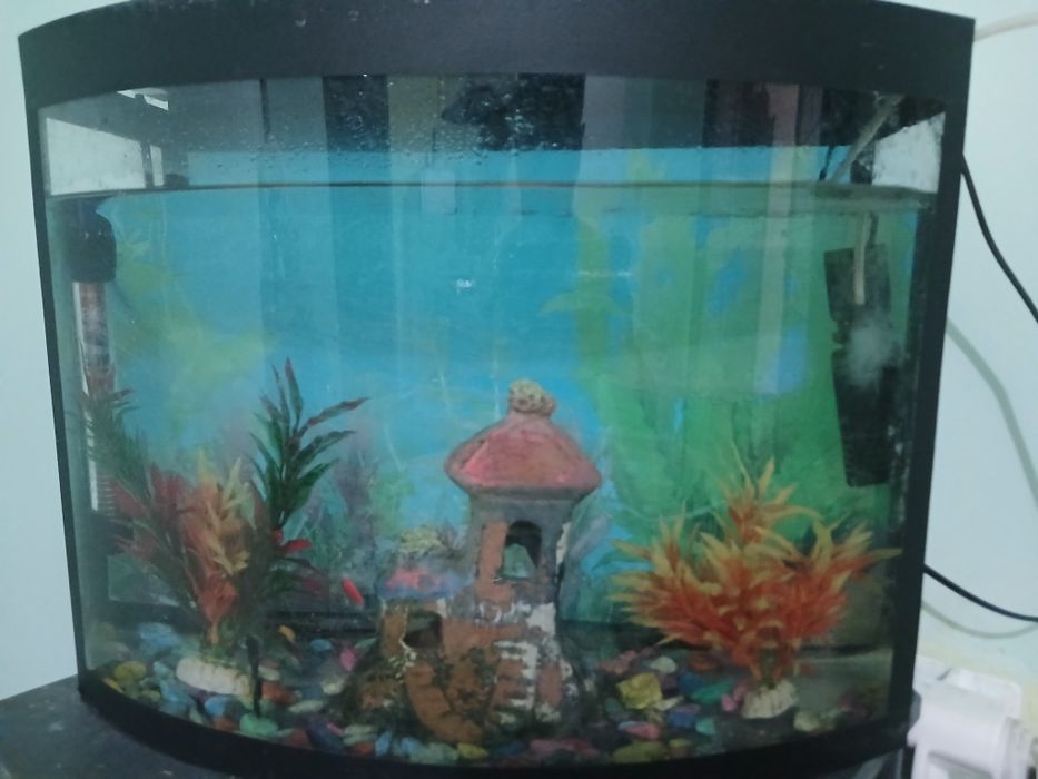 Akvarium 5 ta baliq  bor hammasi beraman