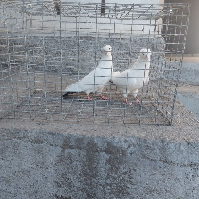 Чернахвость бровястые обрезные
