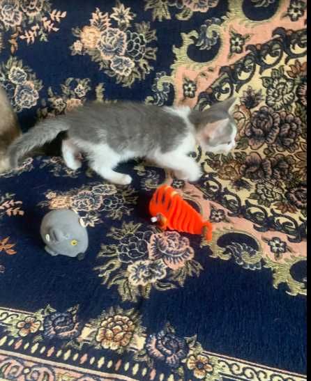 Домашний котенок мальчик.