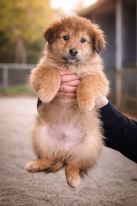 Подарявам кучета каракачанки