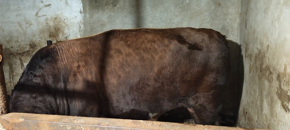 Продаю бычков сементал, белоголовые