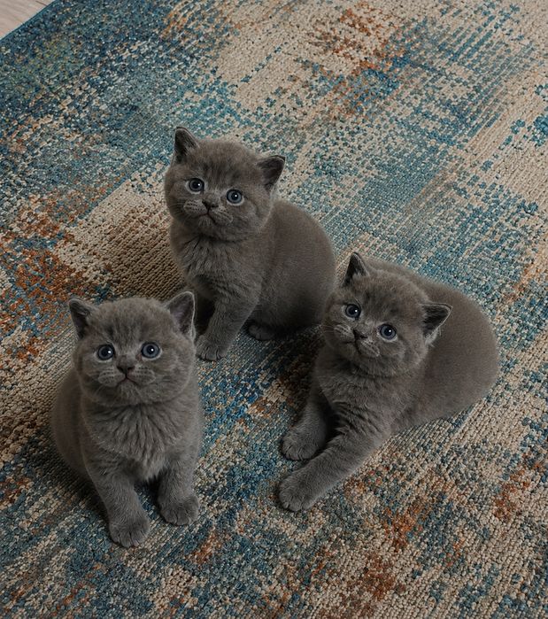 Британские котята