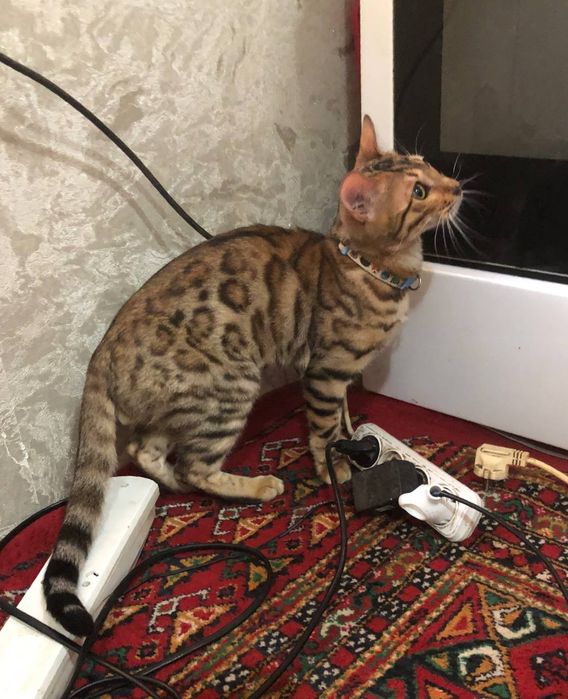 Bengal ogil bola 1 yowdan owkan