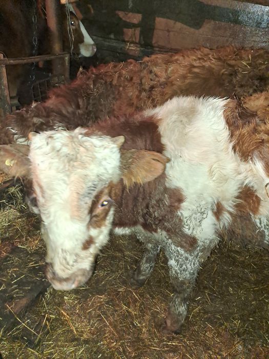 Продам 2-х телят бычков