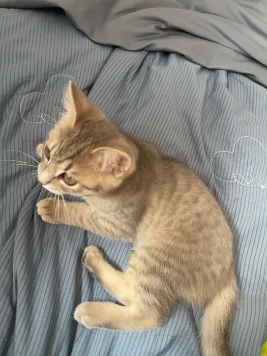 отдам котенка в добрые руки