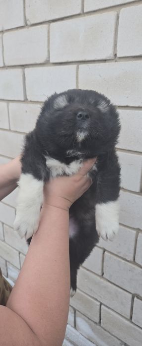 Кавказская овчарка