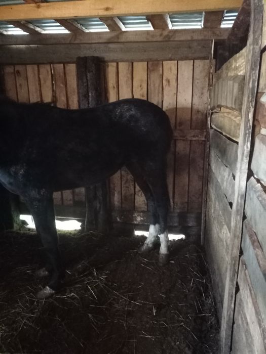 Продам недорого  2года тай