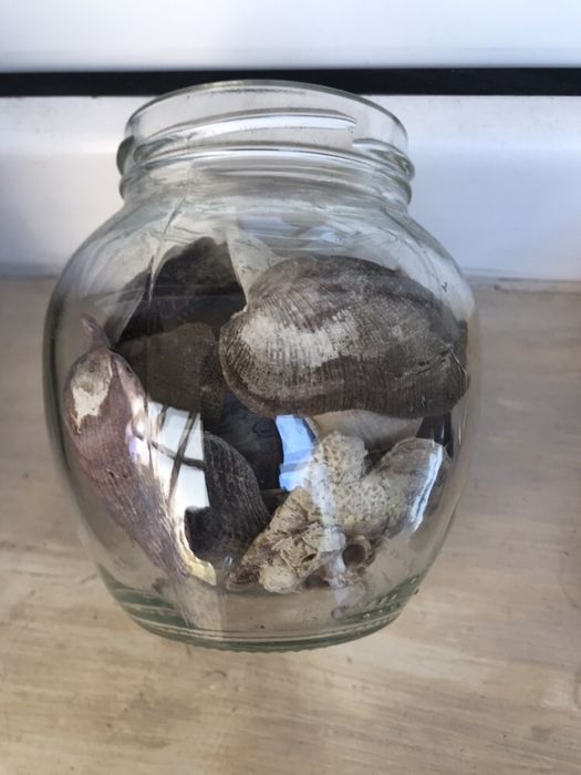 Морские ракушки в баночке