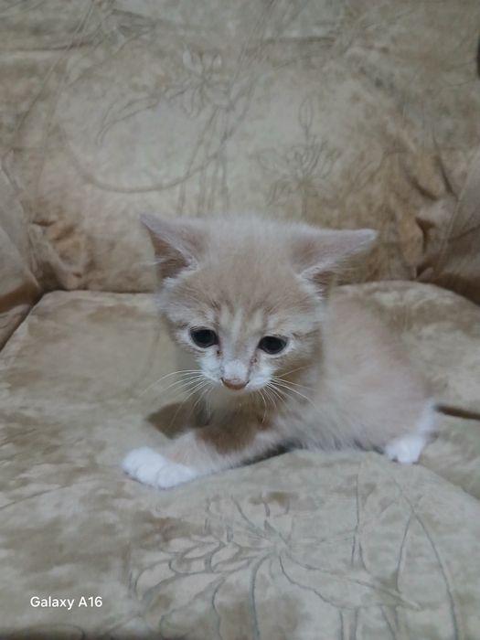 Отдам в добрые руки котят