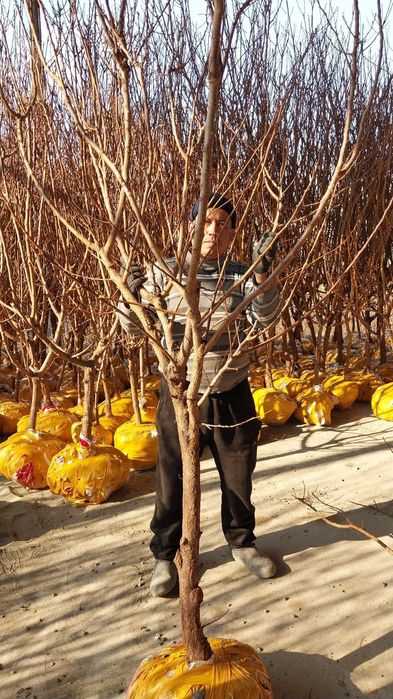 Котта дарахтлар.сотуви