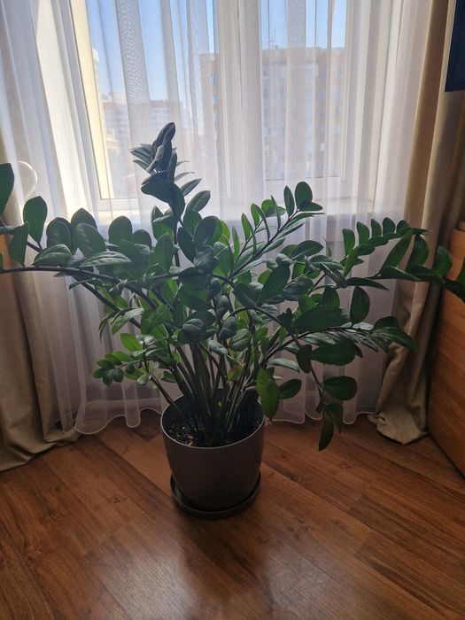 Продам замиокулькас