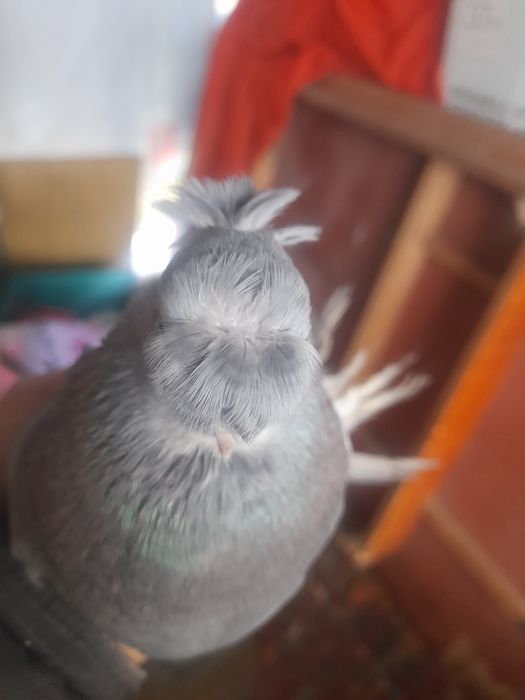 Голуби сизые пара