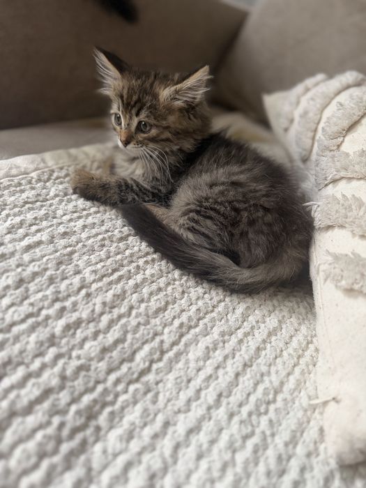 Отдаем котят в хорошие руки