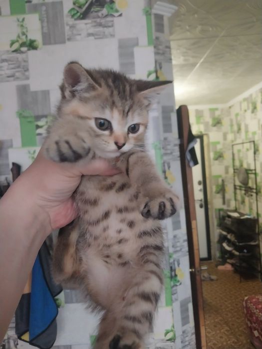 Продам котят британцы