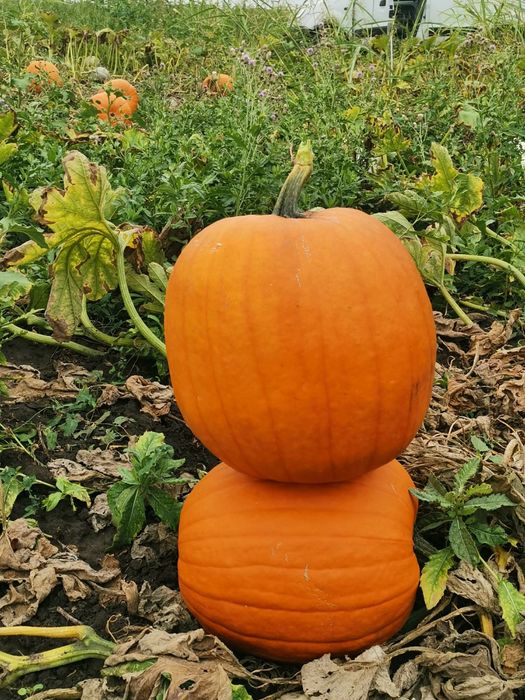 Dovleac de Halloween