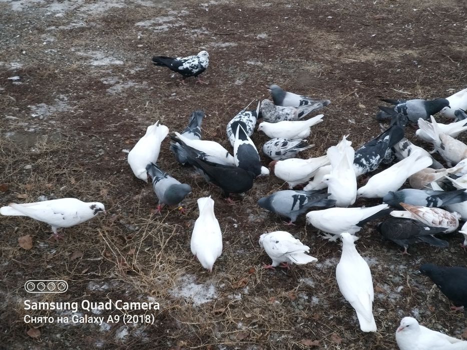 Продам голубей разных мастей