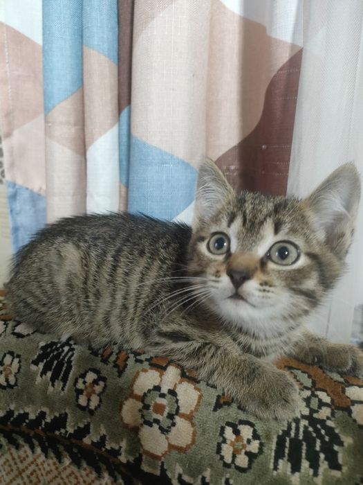Отдам котят  бесплатно