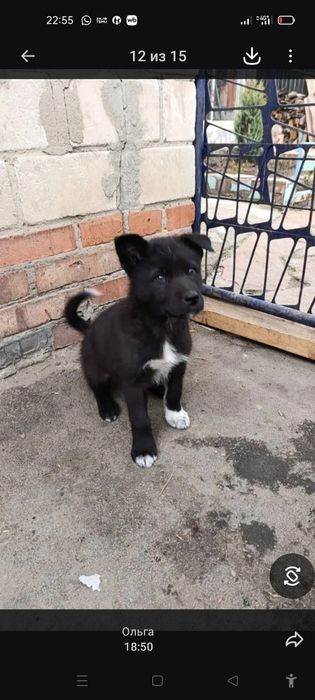 Продам Волкособы