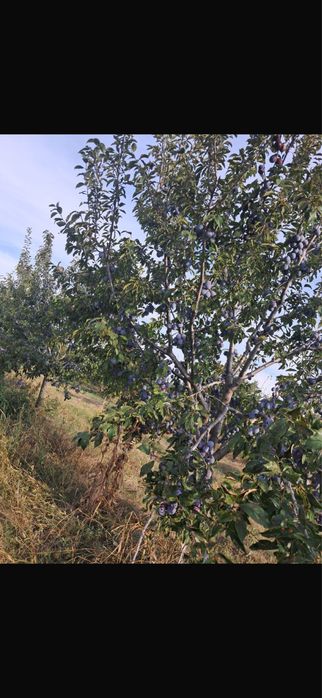 Prune Annaspath ideale pentru tuica