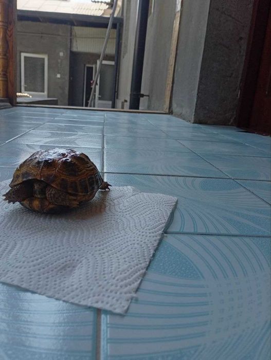 Toshbaqa sotiladi! (Продается черепаха)