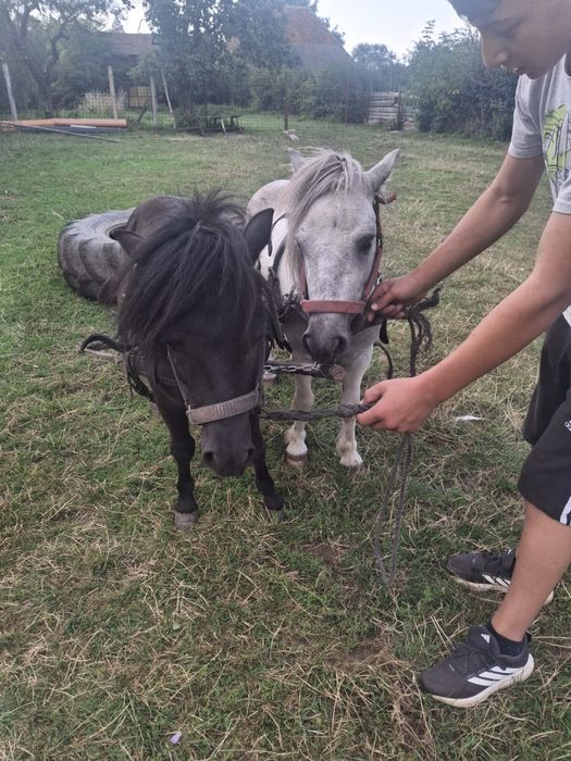 De vanza doi ponei      forte cuminti