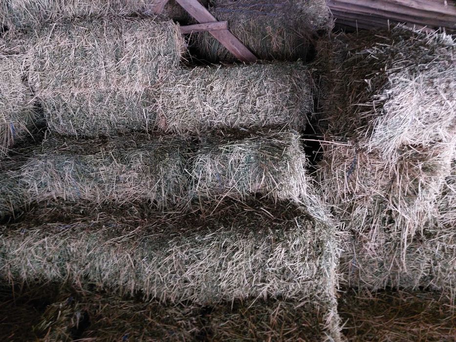 Бали люцерна втори откос